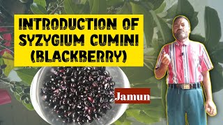 Introduction of Syzygium Cumini Jambolan  By Dr MR Ahmad [upl. by Yenduhc]