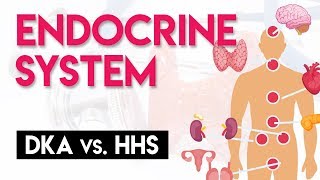 DKA vs HHS  Endocrine System Part 4 [upl. by Nnaeirelav]