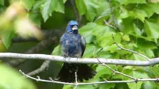 Blue Grosbeak Preening His Feathers [upl. by Sturges]