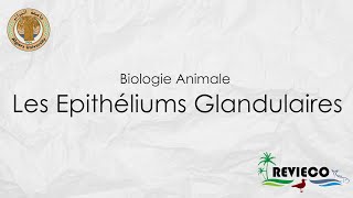 Les Epithéliums Glandulaires TP°2 [upl. by Conney284]