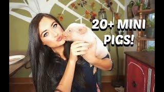 Meet My Pet Mini Pigs [upl. by Aserret]