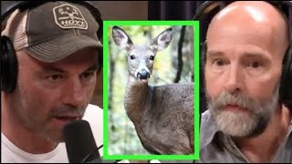 Joe Rogan  Wildlife Biologist on Deadly Deer Disease [upl. by Krum]