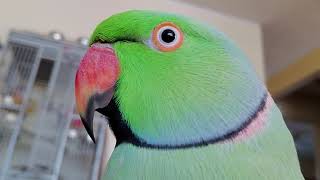 Indian Ringneck Parrot 🦜 talking [upl. by Lifton]