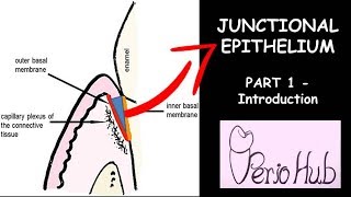 JUNCTIONAL EPITHELIUM  THE INTRODUCTION [upl. by Adna]