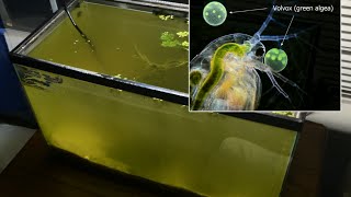 Raising Daphnia for the Freshwater Aquarium [upl. by Huba426]