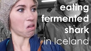 ICELAND  eating fermented shark hakarl [upl. by Sej477]