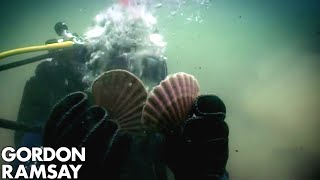 HandDiving for Scallops  Gordon Ramsay [upl. by Gibbie]