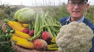 Allotment Gardening  UK  HUGE Cauliflowers [upl. by Waddington]