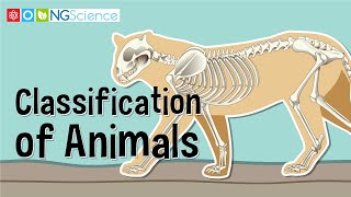 Classification of Animals [upl. by Eserehc]