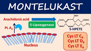 Montelukast Singulair  Mechanism side effects and uses [upl. by Glynas]