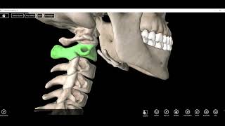 Atlas C1 and Axis C2 Vertebrae [upl. by Kuo]