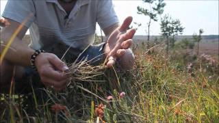 How to identify Purple Moor Grass Molinia caerulea [upl. by Htehpaj104]