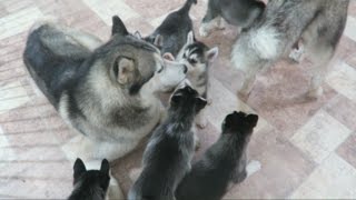 SIBERIAN HUSKY DAD PLAYING WITH HIS 9 PUPPIES FOR THE FIRST TIME  6 WEEKS OLD [upl. by Eseyt]