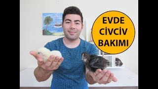 Civciv Bakımı  Civciv Kümesinde Neler Olmalı [upl. by Abbye782]