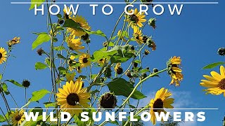 Wild Sunflower  Complete Grow and Care Guide [upl. by Noizneb]