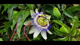 Passiflora caerulea  Mburucuyá  Pasionaria  flora argentina  Pasionaria azul  Flor de la pasión [upl. by Ytok]