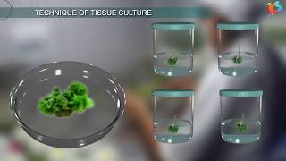 Tissue Culture [upl. by Oiratnom]