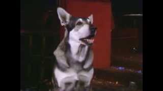 The Littlest Hobo Season 1 Episode 20 Escape [upl. by Far64]