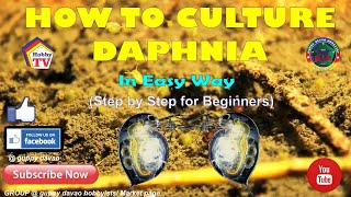 HOW TO CULTURE DAPHNIA In Easy Way [upl. by Ynnol]