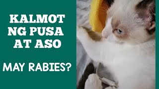 NAKALMOT NG PUSA KAILANGAN BA MAGPATUROK Rabies Prevention Part 1 [upl. by Tomaso]