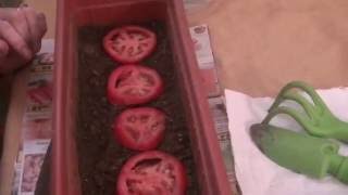 Como germinar semillas de tomate [upl. by Kamaria]