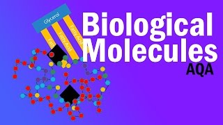 BIOLOGICAL MOLECULES  Detailed AQA Alevel Revision [upl. by Anglim]