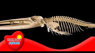 Introduction to Animal Skeletons  More Science on the Learning Videos Channel [upl. by Washko238]