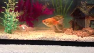 10 Gallon Goldfish Aquarium [upl. by Girovard]