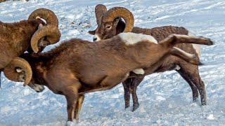 Bighorn Headbutting Battle in Canadas Rockies [upl. by Graces314]