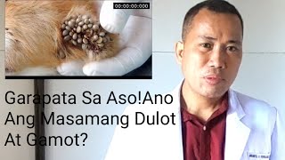 Garapata Ng Aso  Ano Ang Masamang Dulot At Mabisang GamotPayo Ni Doc [upl. by Llehsor]