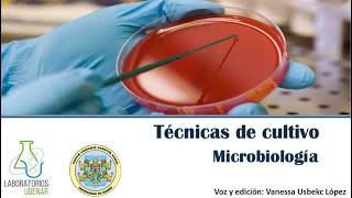 Técnicas de siembra Microbiología [upl. by Ahsoyek]