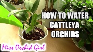 How to water Cattleya orchids  tips for a healthy orchid [upl. by Alolomo946]